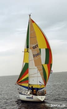 " SY "   Golden Shamrock  
